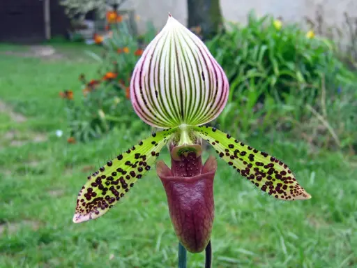 Un magnifique sabot de Vénus aux pétales verts tachetés de noir et à la lèvre pourpre, se dresse fièrement dans un jardin verdoyant.