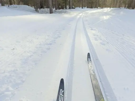 Färska skidspår i snön, redo för skidåkning i Luleå. Solen lyser genom träden och skapar ett vackert vinterlandskap.
