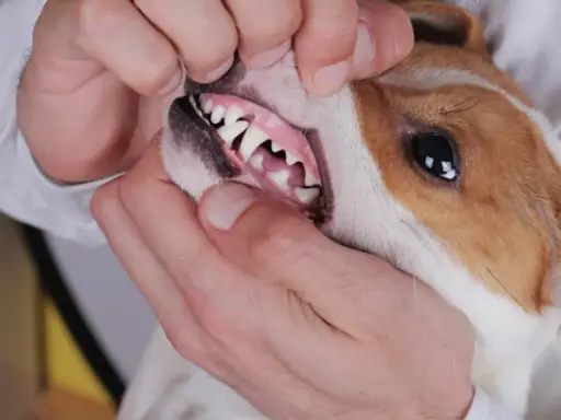 Examen de la bouche d'un chien, montrant une gencive chien normal, rose et saine, avec des dents blanches et bien alignées.