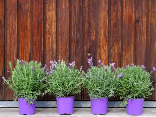 Quatre plants de lavande en pot, aux fleurs violettes et au feuillage vert, alignés devant un mur de bois brun.