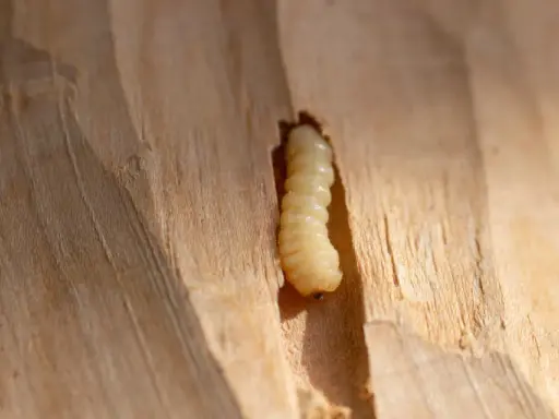 Une larve, une vraie bête à bois, creuse son chemin dans le bois clair.