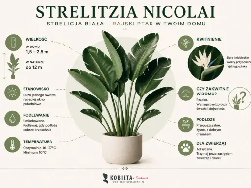 Strelitzia nicolai pielęgnacja: duża, tropikalna roślina z białymi kwiatami. Wymaga jasnego światła, umiarkowanego podlewania i przepuszczalnego podłoża. Toksyczna dla zwierząt.