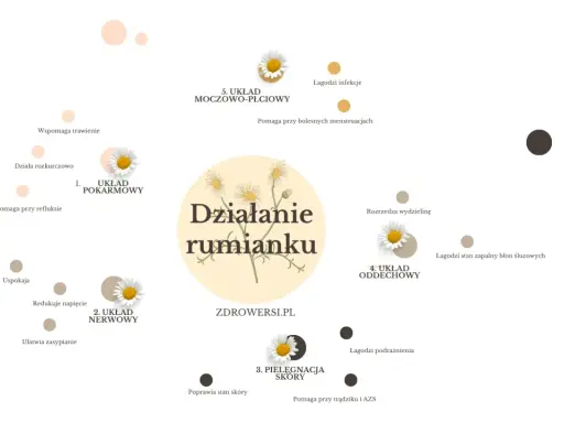 Rumianek na co? Diagram pokazuje działanie rumianku na układ pokarmowy, nerwowy, skórę, oddechowy i moczowo-płciowy.