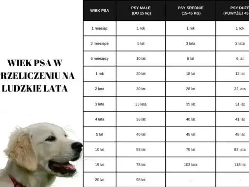 Tabela porównuje wiek psa w ludzkich latach, pokazując, jak długo rośnie pies kundel w zależności od jego wielkości.