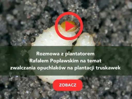 Larwa opuchlaka w ziemi. Rozmowa o skutecznym zwalczaniu opuchlaków na plantacji truskawek. Zobacz!