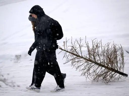 Två personer går genom snön och drar en julgran. Dags att få ut granen!