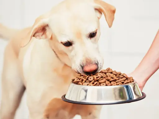 Un chien renifle sa gamelle, signe qu'il a trouvé la meilleure nourriture pour chien diabétique.