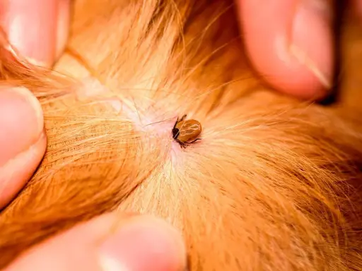 Gros plan d'une tique sur la peau d'un chien, près d'une plaie. Des doigts écartent le pelage roux pour mieux voir le parasite.