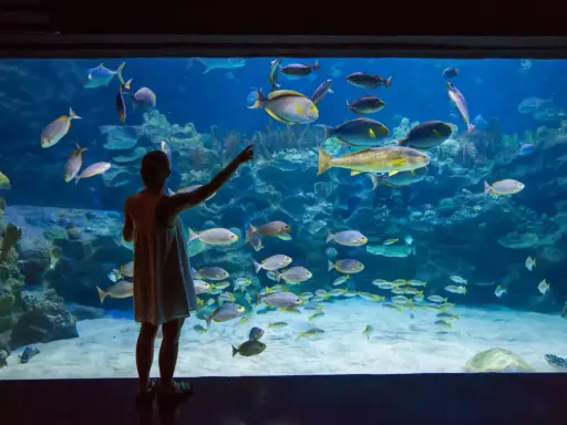 Oceanaria nad Bałtykiem: Porównanie, ceny, co warto zobaczyć?