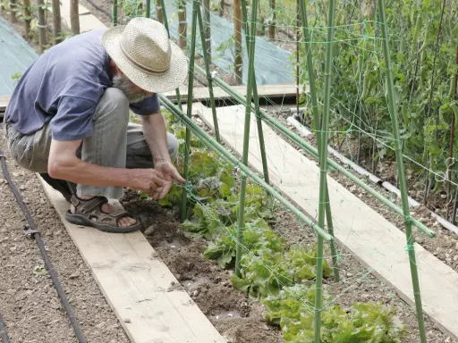 Un jardinier, chapeau de paille, montre comment planter des haricots dans un potager. Il s'accroupit près d'une rangée de jeunes plants.