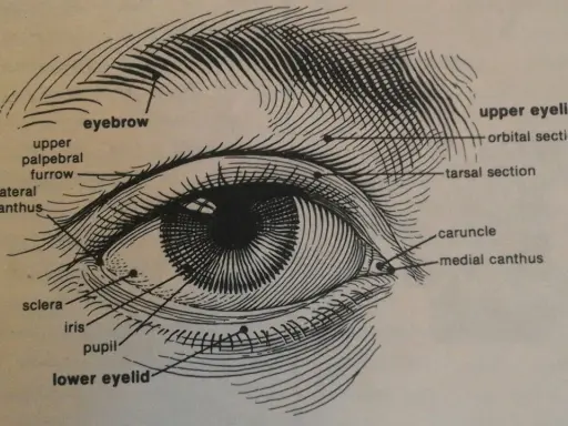 Anatomia oka: zaznaczone brwi, górna i dolna powieka, tęczówka, źrenica, twardówka, kąciki oka.
