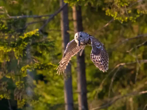 Stor hornuggla flyger med mus i näbben över en skog, kanske vid Store mosse.