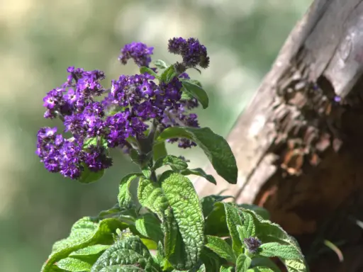 Lila Blüten am Strauch, eine von vielen bienenfreundlichen Balkonpflanzen.