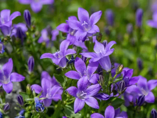 Urocza campanula w doniczce, jej fioletowe kwiaty rozkwitają na tle zieleni.