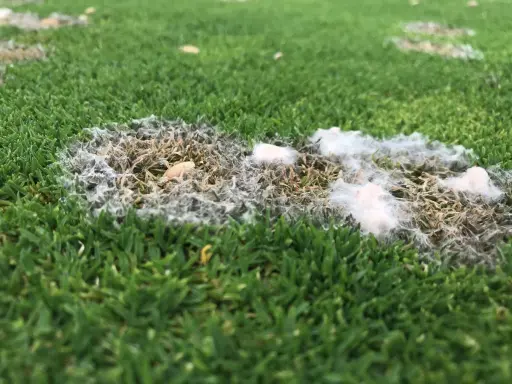 Patches of white, fuzzy snow mold are visible on the green grass, indicating a fungal growth that thrives in damp conditions.