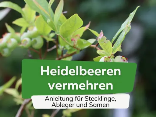 Grüne Heidelbeeren an einem Strauch. Text: "Heidelbeeren vermehren. Anleitung für Stecklinge, Ableger und Samen.