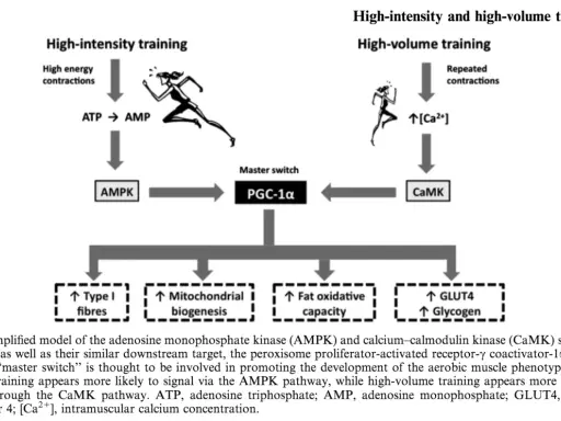 Diagrammet visar hur ATP-molekylen påverkar AMPK vid högintensiv träning, vilket leder till PGC-1α.