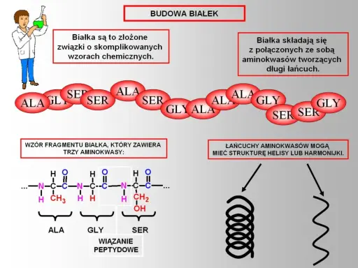 Schemat budowy białek: łańcuch aminokwasów (ALA, GLY, SER) tworzy wiązania peptydowe, a cały pierwiastek w białku może przyjmować strukturę helisy.