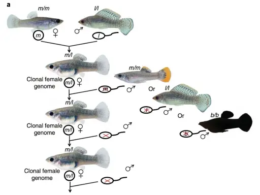 Schema illustra il pesce che si riproduce senza fecondazione, creando cloni femminili con genoma identico.