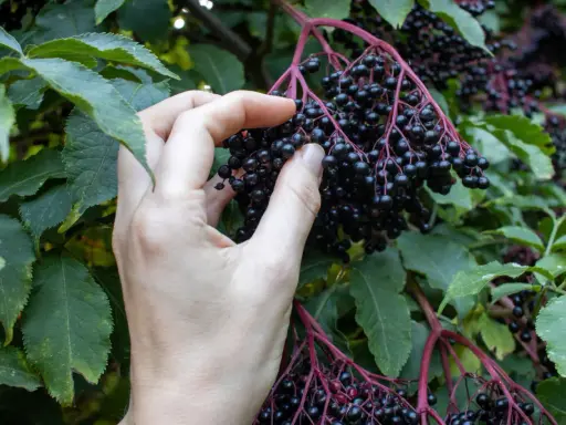Hand erntet reife Holunderbeeren. Die dunklen, glänzenden Beeren hängen in Dolden an einem Strauch mit grünen Blättern. Wann ist Holunder reif? Jetzt!