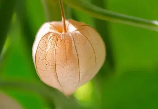 Un physalis annuel ou vivace, sa lanterne de papier orangée, délicatement veinée, se balance doucement sur sa tige.