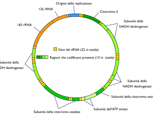 Schema circolare che illustra dove si trova il DNA mitocondriale, con geni per tRNA (giallo) e proteine (verde).