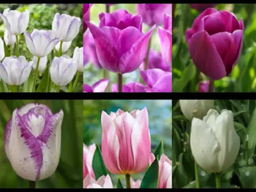 En collage av sex olika tulpaner i nyanser av vitt, lila och rosa. Dessa vackra perenna tulpaner kommer att lysa upp din trädgård år efter år.