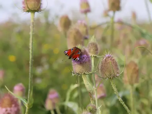 Ein Pfauenaugen-Schmetterling ruht auf einer Distelblüte. Die wilde Karde wirkt wie ein Magnet für diese farbenprächtigen Insekten.