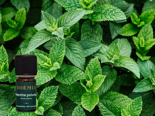 Flacon d'huile essentielle de menthe poivrée, avec un fond de feuilles de menthe. Attention, la menthe poivrée peut présenter un danger si mal utilisée.