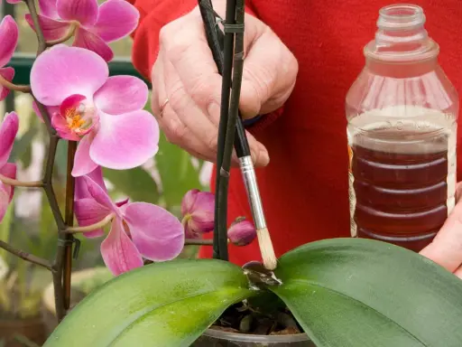 Traitement naturel contre la cochenille sur orchidée : une main applique un liquide avec un pinceau sur une feuille.