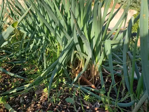 Gros plan sur un plant de ciboulette dans un jardin, les longues feuilles vertes se dressent fièrement.
