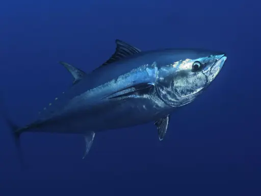Un maestoso tonnetto rosso nuota nelle profondità blu dell'oceano, la sua pelle metallica riflette la luce.
