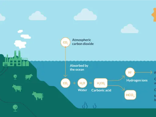L'anidride carbonica assorbita dall'oceano causa l'acidificazione degli oceani, con conseguente diminuzione del pH e impatto sulla biodiversità marina.