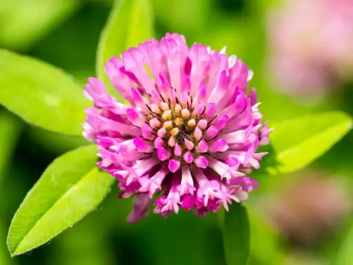Nahaufnahme einer rosa Klee-Blüte. Manche glauben, Rotklee könnte bei der Gewichtszunahme helfen.