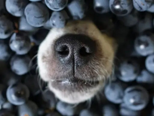 Nez de chien émergeant d'un tas de myrtilles.