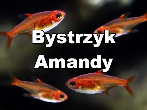 Bystrzyk Amandy: małe, pomarańczowe rybki akwariowe. Poznaj ich wymagania dotyczące hodowli.