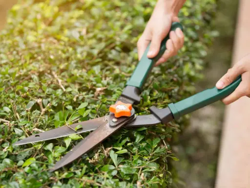 Manos podando un seto con tijeras de podar. Hay varios tipos de tijeras de podar, pero estas son ideales para arbustos.