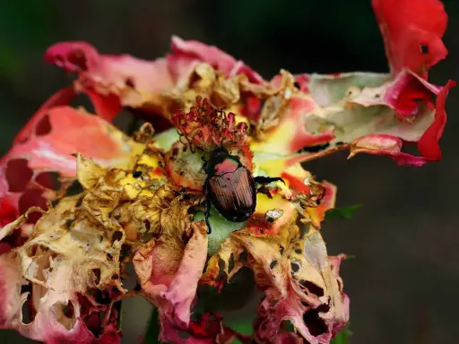 A Japanese beetle feasts on a damaged rose, highlighting the need to know how to get rid of Japanese beetles on roses.
