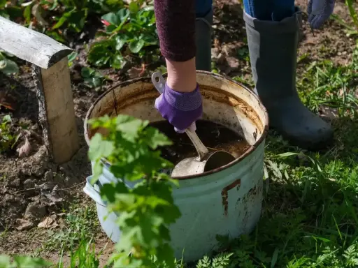 Ręka w fioletowej rękawiczce miesza łopatką płynny obornik koński w starej balii. Ogrodniczka w gumowcach przygotowuje nawóz.