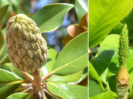 Zielone, łuskowate owocki magnolii otoczone błyszczącymi liśćmi.