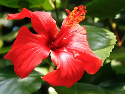 Czerwony hibiskus, piękny kwiat, ale herbata z niego ma przeciwwskazania.
