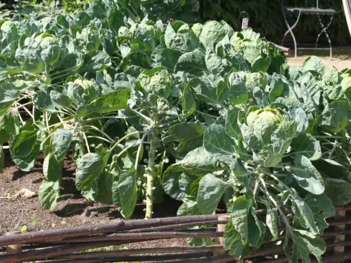 Une belle plantation de choux de Bruxelles, prêts à être récoltés. Les tiges épaisses portent de nombreuses petites têtes vertes.