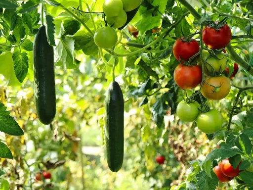 Des concombres et des tomates mûrs pendent des branches, un signe que le travail de planter des légumes porte ses fruits.