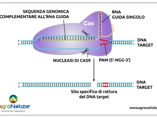 Le forbici molecolari Cas9 tagliano il DNA target guidate da un RNA, creando una rottura specifica.
