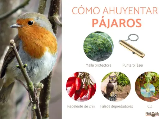 Un petirrojo posa mientras la imagen muestra cómo ahuyentar pájaros con malla, puntero láser, chile, búhos falsos y CDs.