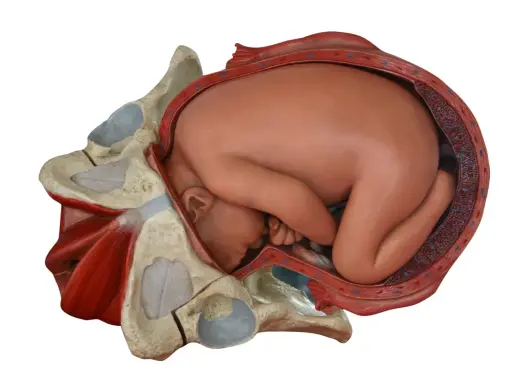 Model anatomiczny pokazuje, jak wygląda pochwa przed porodem, z główką dziecka wstawioną do miednicy.