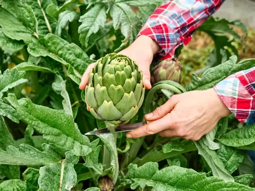 Main d'un jardinier coupant un artichaut vert. Une astuce pour savoir comment enlever les pucerons sur les artichauts : inspectez bien les feuilles.