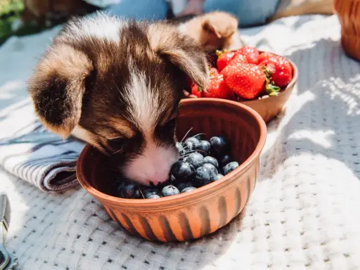 Szczeniak Corgi wącha miseczkę z borówkami, zastanawiając się, czy pies może jeść borówki. Obok miseczka z truskawkami.