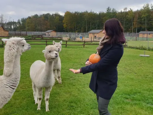 Miła pani karmi alpaki dynią na terenie **dobronianki - mini zoo, agroturystyka**.