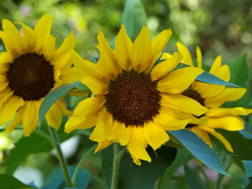Bright yellow sunflowers in bloom, showcasing various types with their dark centers and vibrant petals against a soft green background.